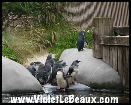 VioletLeBeaux-Melbourne-Zoo-1030363_1368 copy